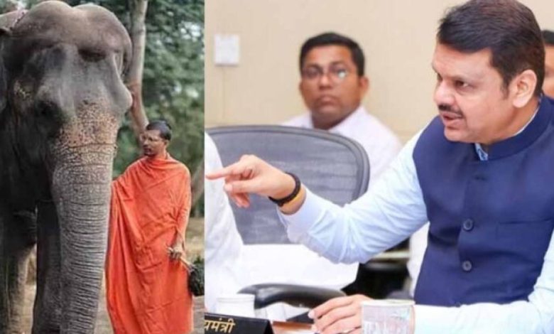 महादेवी हथिनी विवाद: सुप्रीम कोर्ट जाएगी महाराष्ट्र सरकार, फडणवीस ने दिया नंदनी मठ को समर्थन महादेवी हथिनी विवाद: सुप्रीम कोर्ट जाएगी महाराष्ट्र सरकार, फडणवीस ने दिया नंदनी मठ को समर्थन