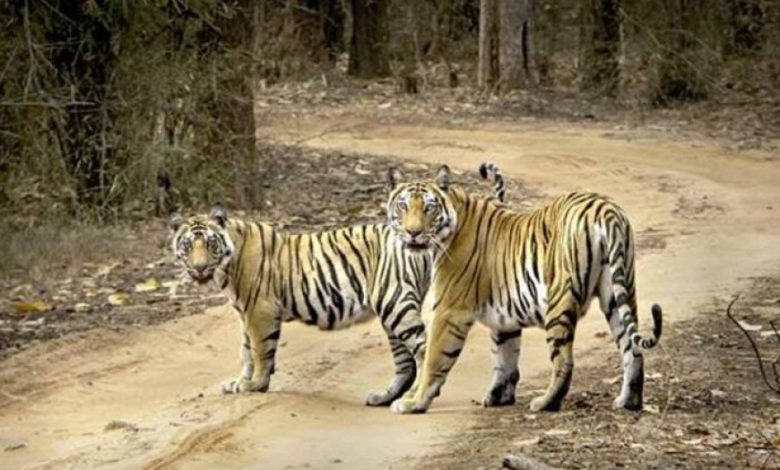 बाघों की बढ़ती गिनती पर संकट: जंगल घटे, अब गांवों का विस्थापन ही विकल्प!