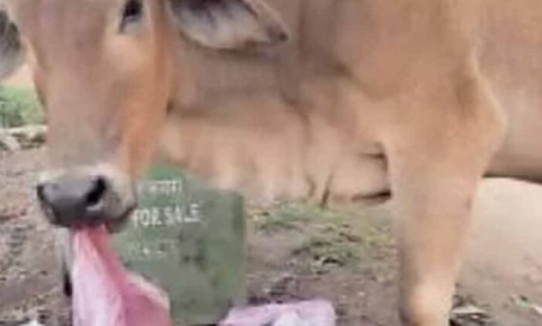 बिलासपुर में 40 किलो पन्नी ने ली गाय की जान, नगर निगम कर्मचारियों पर सवाल