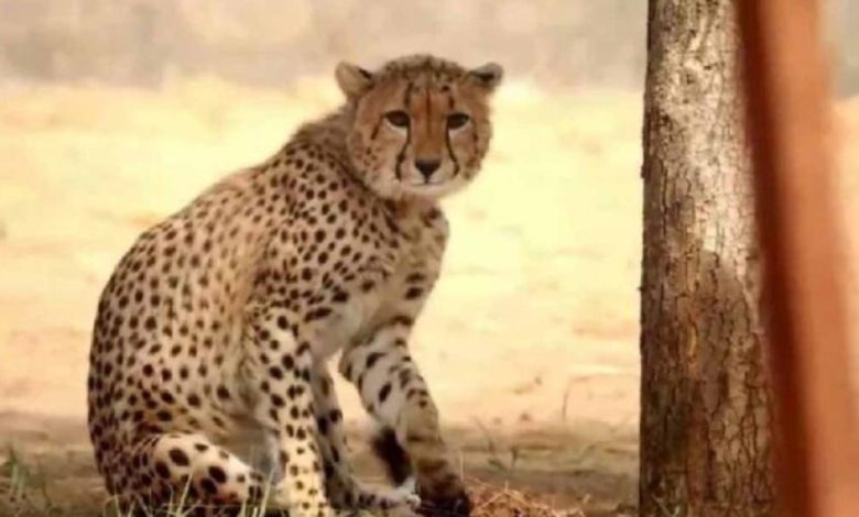 कूनो से निकले दो चीते, मानपुर के गांवों में मचाई हलचल — कुत्ते और ग्रामीण लगे पीछे कूनो से निकले दो चीते, मानपुर के गांवों में मचाई हलचल — कुत्ते और ग्रामीण लगे पीछे