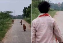 कूनो के दो चीते मानपुर में मचाने लगे धमाल, कुत्ते संग पीछे-पीछे दौड़े ग्रामीण