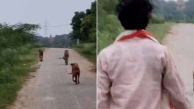 कूनो के दो चीते मानपुर में मचाने लगे धमाल, कुत्ते संग पीछे-पीछे दौड़े ग्रामीण
