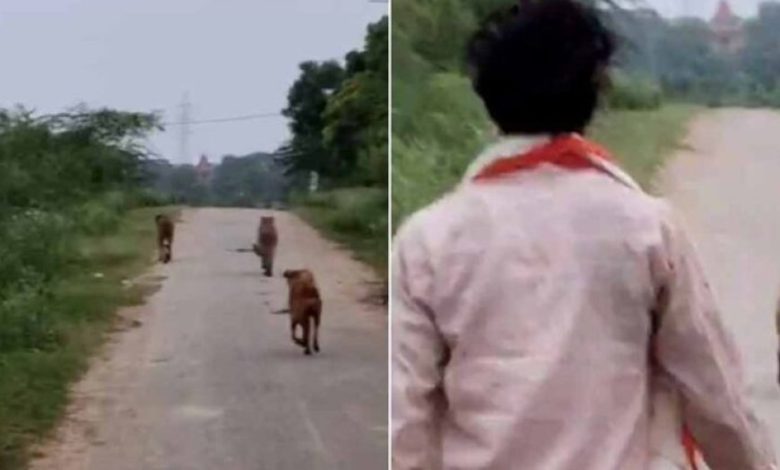 कूनो के दो चीते मानपुर में मचाने लगे धमाल, कुत्ते संग पीछे-पीछे दौड़े ग्रामीण कूनो के दो चीते मानपुर में मचाने लगे धमाल, कुत्ते संग पीछे-पीछे दौड़े ग्रामीण