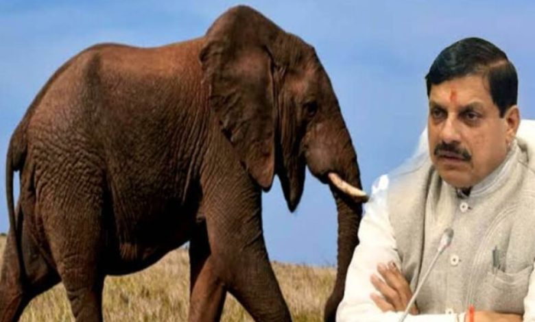 मुख्यमंत्री डॉ. यादव ने प्रदेशवासियों से हाथियों के संरक्षण का किया आह्वान मुख्यमंत्री डॉ. यादव ने प्रदेशवासियों से हाथियों के संरक्षण का किया आह्वान