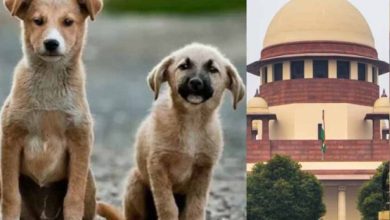 दिल्ली-NCR में कुत्तों से जुड़ा मामला अब CJI की निगरानी में