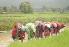 समय पर मिला खाद, खिल उठी उम्मीदें, संतोष की मेहनत में भरेंगे रंग