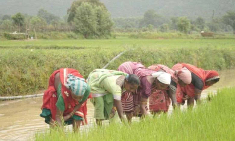 समय पर मिला खाद, खिल उठी उम्मीदें, संतोष की मेहनत में भरेंगे रंग