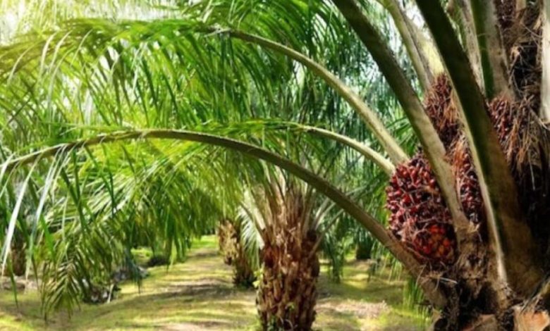 रायपुर : पॉम की खेती से किसानों को मिलेगा आय का स्थायी जरिया