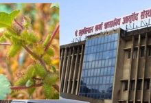 आदिवासी परंपरागत औषधि ‘चिपकू’ पौधा टीबी और मूत्र रोगों में कारगर