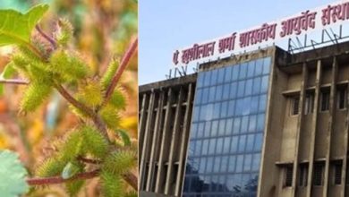 आदिवासी परंपरागत औषधि ‘चिपकू’ पौधा टीबी और मूत्र रोगों में कारगर