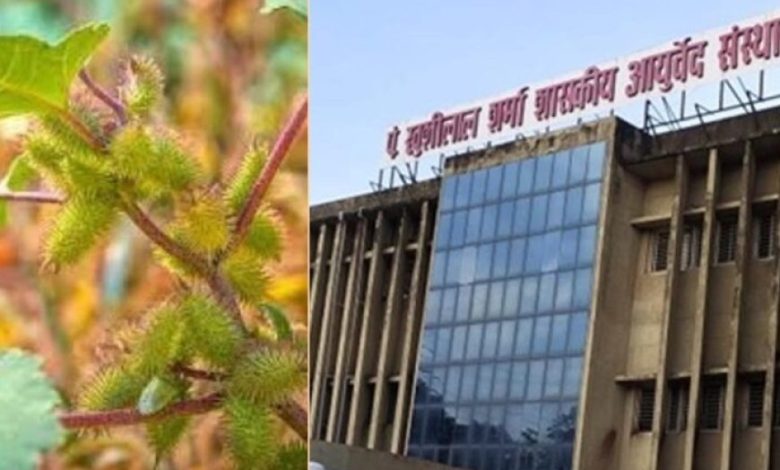 आदिवासी परंपरागत औषधि ‘चिपकू’ पौधा टीबी और मूत्र रोगों में कारगर