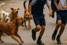 भोपाल में आवारा कुत्तों की समस्या गहराई, शेल्टर होम की फाइल भी गायब