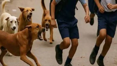 भोपाल में आवारा कुत्तों की समस्या गहराई, शेल्टर होम की फाइल भी गायब