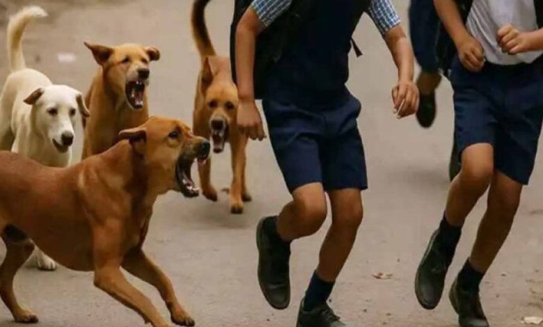 भोपाल में आवारा कुत्तों की समस्या गहराई, शेल्टर होम की फाइल भी गायब