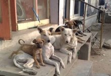 फीफा वर्ल्ड कप से पहले मोरक्को में 30 लाख कुत्तों को मारने की योजना, भड़के एनिमल एक्टिविस्ट्स