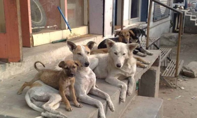 फीफा वर्ल्ड कप से पहले मोरक्को में 30 लाख कुत्तों को मारने की योजना, भड़के एनिमल एक्टिविस्ट्स