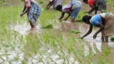 एमपी में झमाझम बारिश ने भरे धान के खेत, किसानों के चेहरे पर खुशी