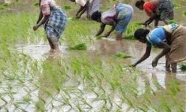 एमपी में झमाझम बारिश ने भरे धान के खेत, किसानों के चेहरे पर खुशी