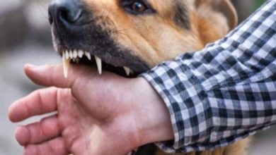 बरसात में कुत्तों का आक्रामक रवैया: बिलासपुर में 2 दिन में 50 लोग घायल