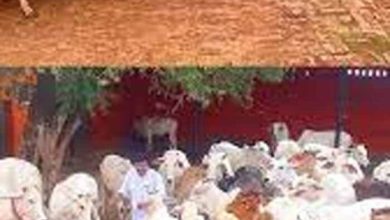 गोसंरक्षण: सिर्फ परंपरा नहीं, हमारी जिम्मेदारी भी