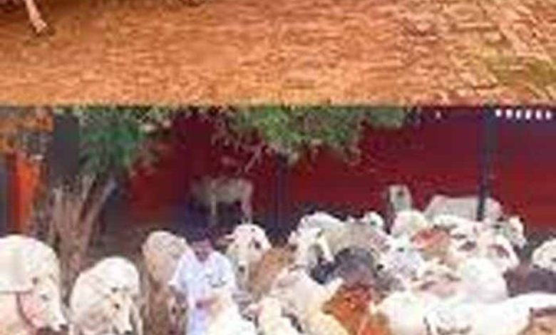 गोसंरक्षण: सिर्फ परंपरा नहीं, हमारी जिम्मेदारी भी