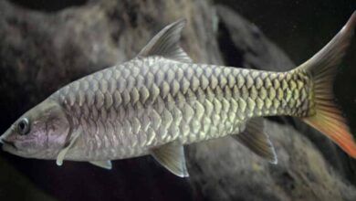 मध्यप्रदेश की राज्य मछली महाशीर पर संकट, कभी 40 किलो की मछली अब सिर्फ 4 किलो