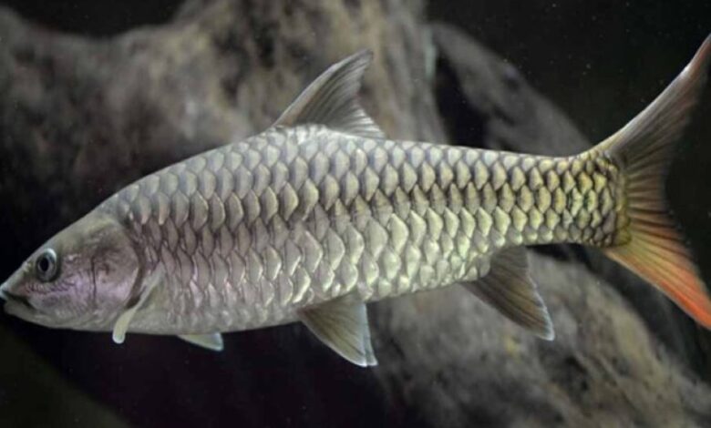 मध्यप्रदेश की राज्य मछली महाशीर पर संकट, कभी 40 किलो की मछली अब सिर्फ 4 किलो