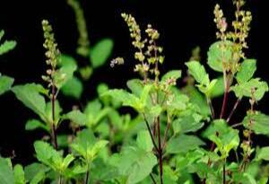 Tulsi Manjari  के चमत्कारी लाभ: धनवर्षा, सुख-समृद्धि और मां लक्ष्मी की कृपा पाने का सरल उपाय