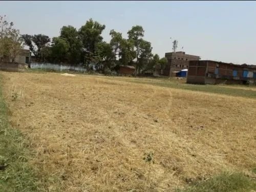 Hisar में 7 एकड़ भूमि पर विकसित होगी प्रदेश की पहली ऑर्गेनिक मंडी